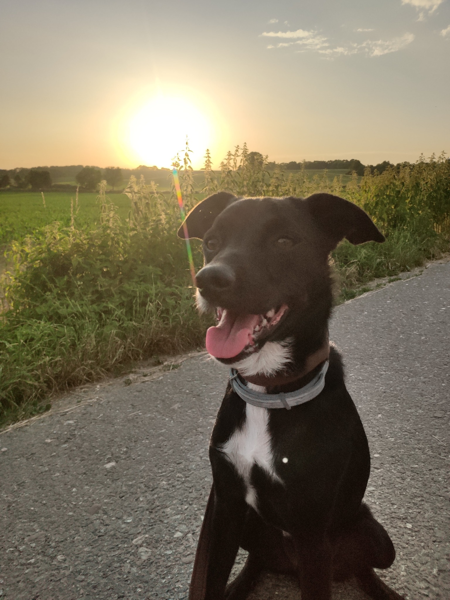 Mein Hund bei einem Spaziergang im Abendlicht